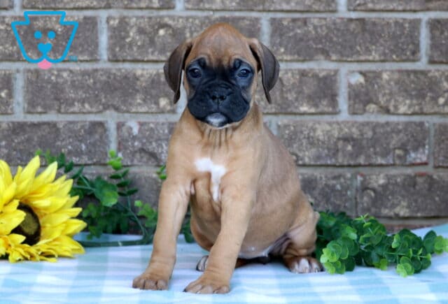 Norene Boxer2 image