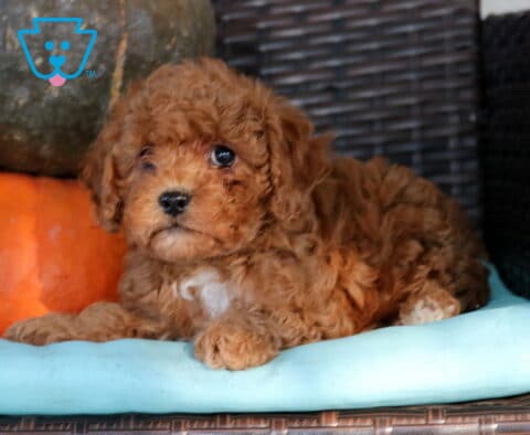 Nori Cavapoo