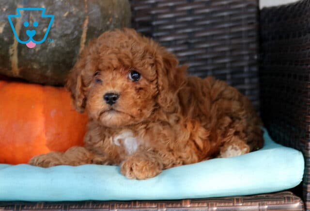 Nori Cavapoo image