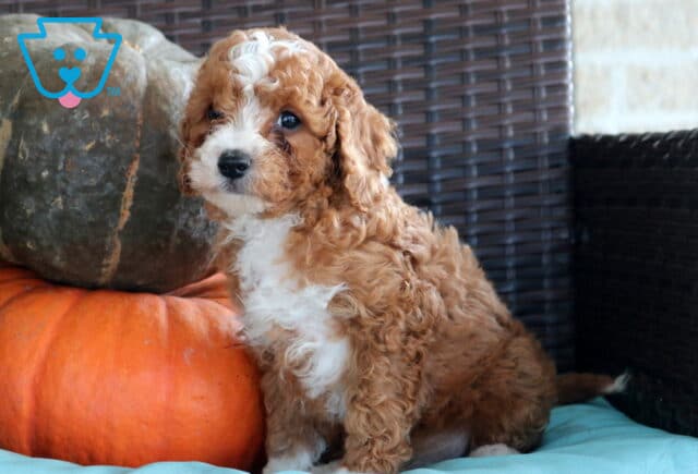 Norris Cavapoo image