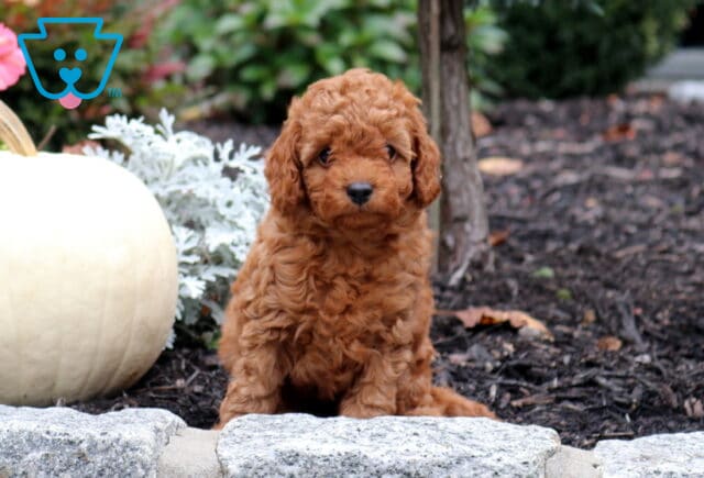 Norris Cavapoo image