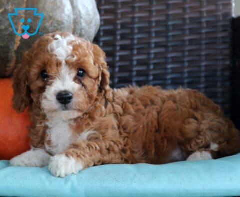 Norris Cavapoo2