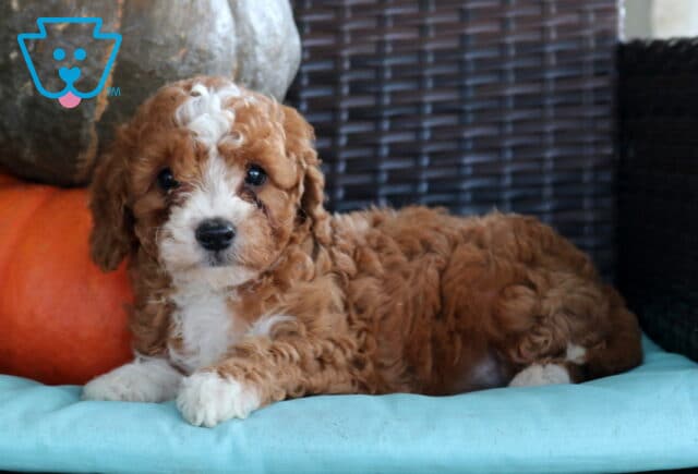 Norris Cavapoo2 image