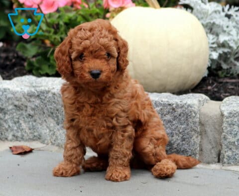 Norris Cavapoo2