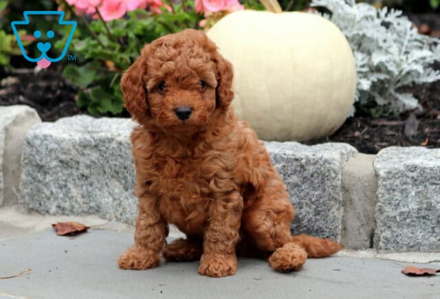 Norris Cavapoo2 image