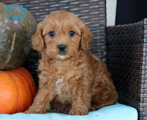Nova, an adorable apricot Cavapoo puppy from Narvon, PA, sitting on a light blue cushion beside stacked fall pumpkins, showing off her soft, curly coat, floppy ears, and beautiful dark eyes.