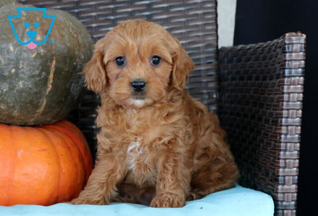 Nova Cavapoo image