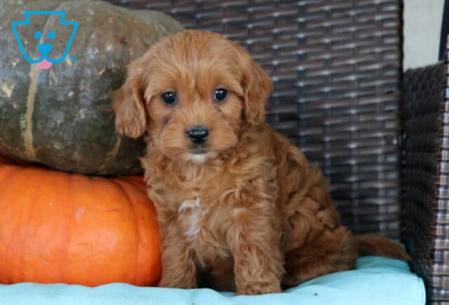 Nova Cavapoo2 image