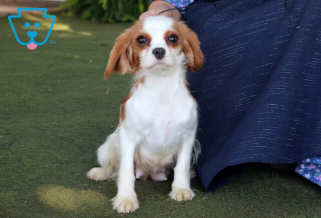 Olive Cavalier Joe Martin image