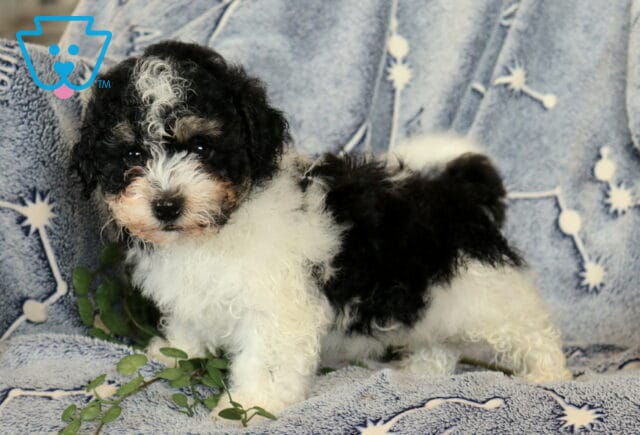 Oreo Havanese image