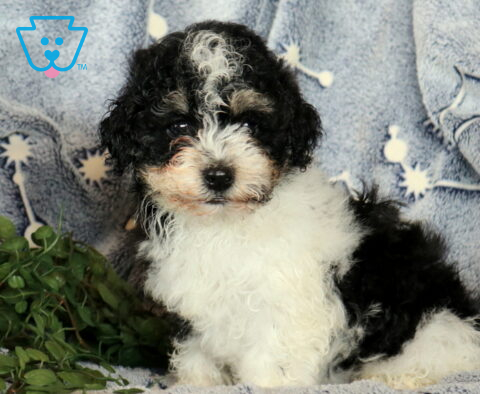 Oreo Havanese2