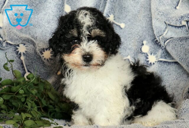 Oreo Havanese2 image