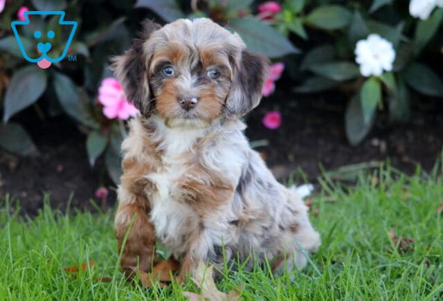 Paige Cockapoo image