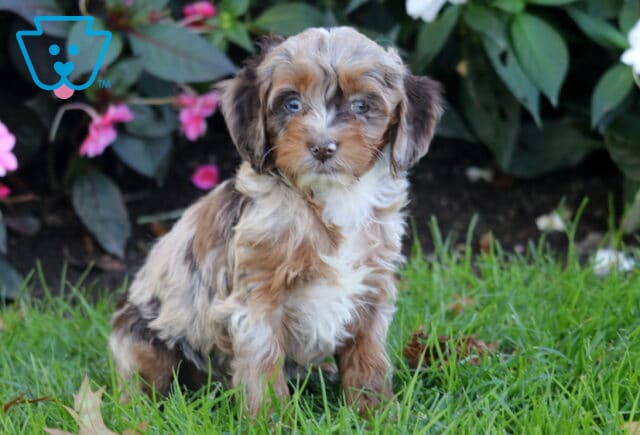 Paige Cockapoo2 image