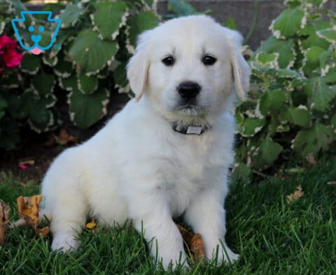 Panda Golden2