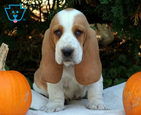 Parker Basset Hound