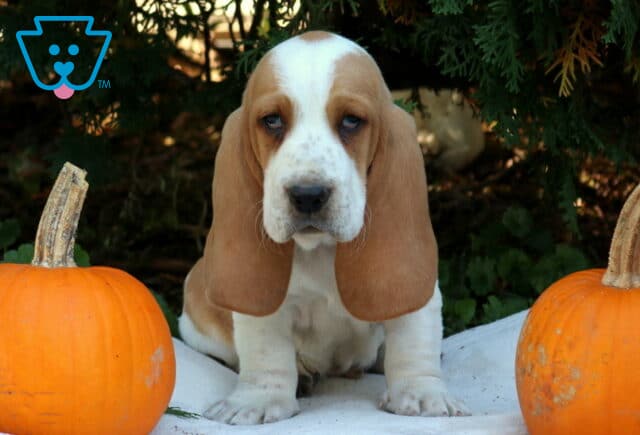 Parker Basset Hound image