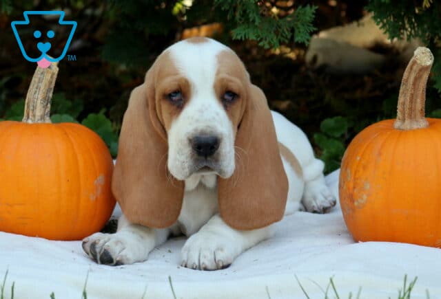 Parker Basset Hound2 image