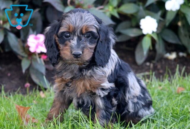 Parker Cockapoo image