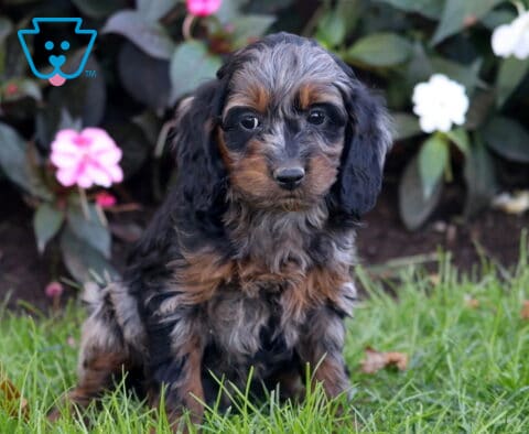 Parker, an adorable merle Cockapoo puppy with silky black ears, tan facial markings, and a fluffy silver and brown coat, sitting in green grass surrounded by blooming flowers in Oxford, PA.