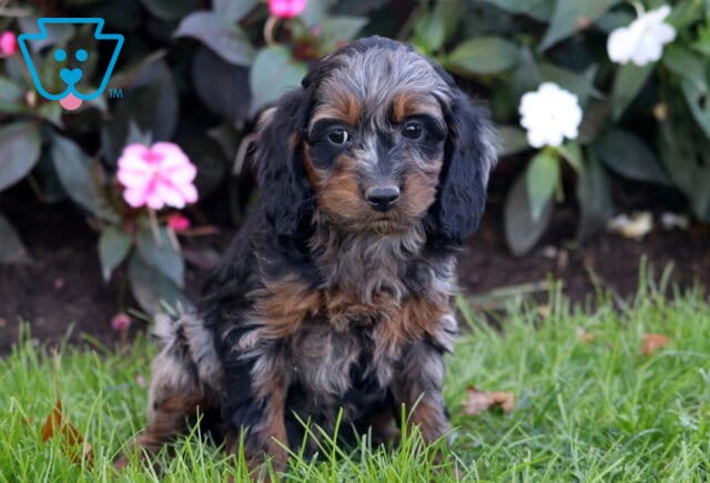 Parker Cockapoo2 image