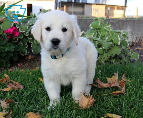 Parker Golden