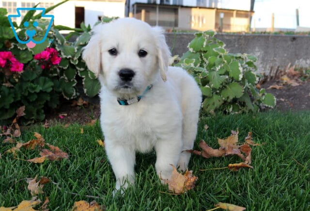 Parker Golden image