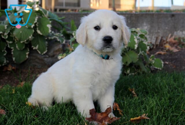 Parker Golden2 image