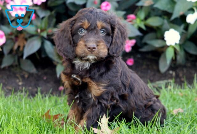 Paws Cockapoo image
