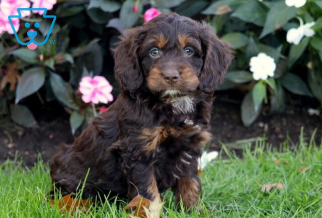 Paws Cockapoo2 image