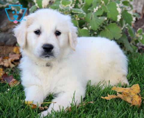 Paws Golden