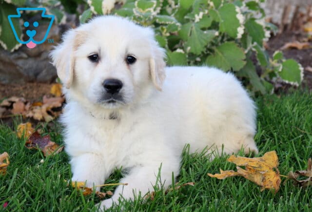 Paws Golden image