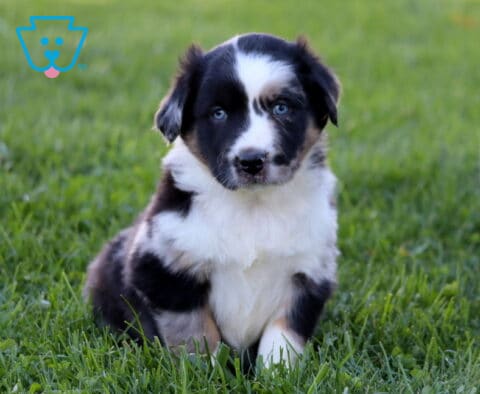 Paws Mini Australian Shepherd