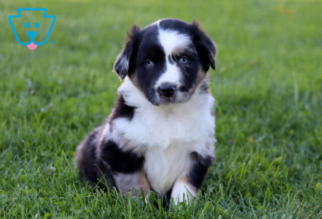Paws Mini Australian Shepherd image