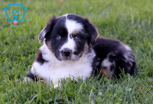 Paws Mini Australian Shepherd2 image
