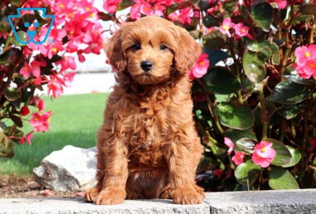 Paws Mini Poodle image