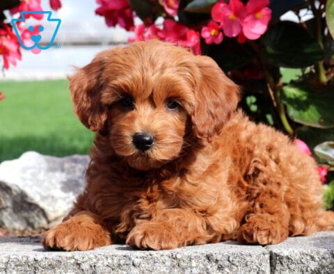 Paws Mini Poodle2