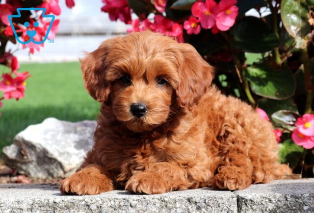Paws Mini Poodle2 image