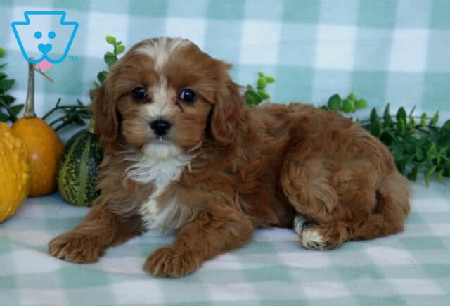 Peach Cavapoo image