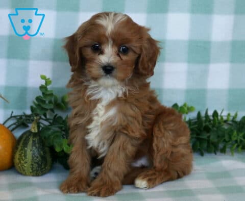 Peach Cavapoo2