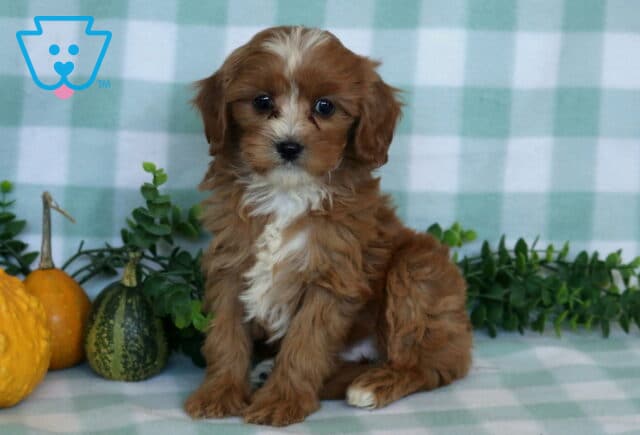Peach Cavapoo2 image
