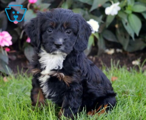 Peach, an adorable black and tan Cockapoo puppy with soft wavy fur, floppy ears, and a fluffy white chest, sitting on green grass in front of pink and white flowers in Oxford, PA.
