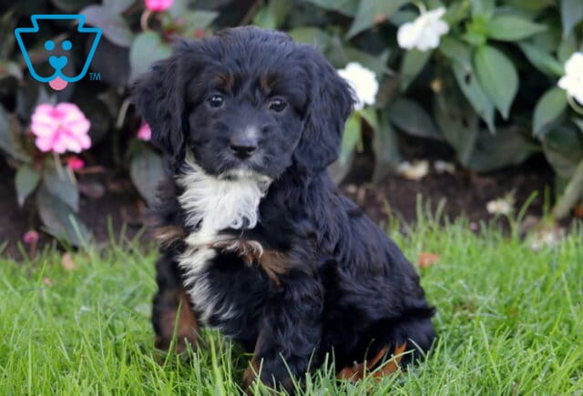 Peach Cockapoo image