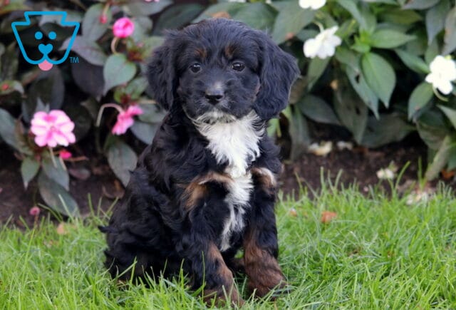 Peach Cockapoo2 image