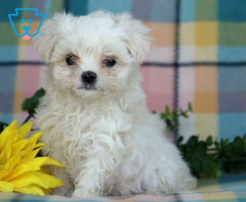 Peach Maltese