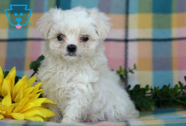 Peach Maltese image