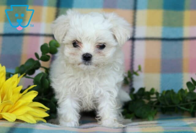 Peach Maltese3 image