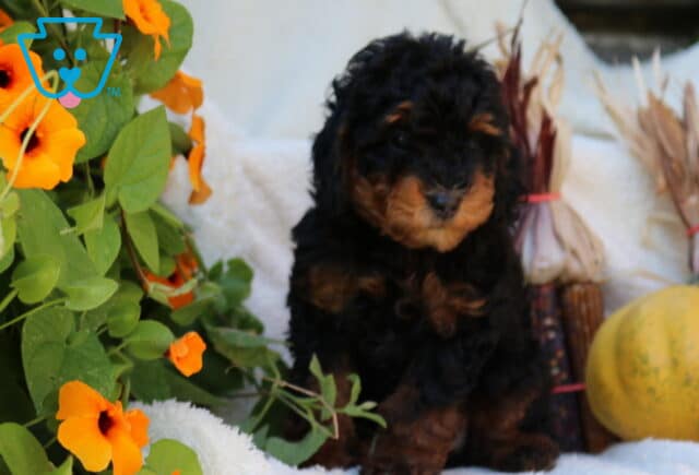 Pearl Mini Poodle image
