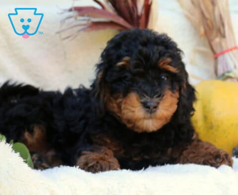 Pearl Mini Poodle2