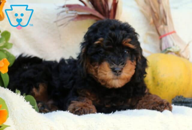 Pearl Mini Poodle2 image